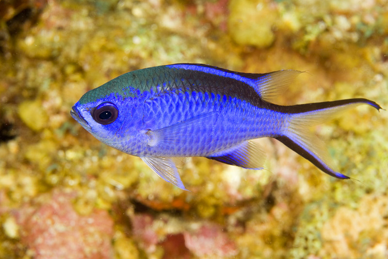 Chromis cyanea (Castagnola blu)